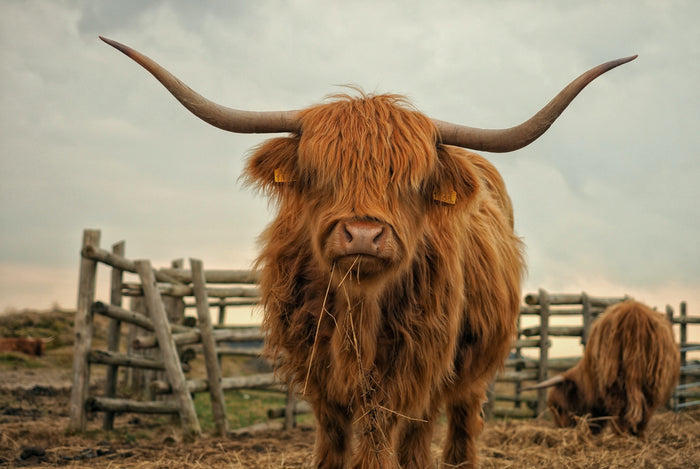 Highland Kuh