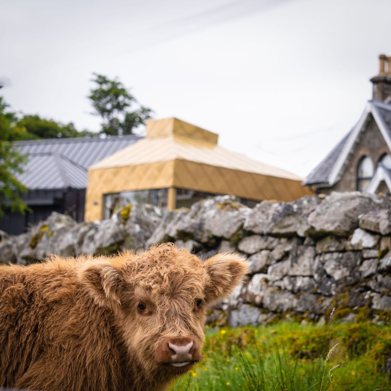 Junges Highland Kalb vor der Raasay Brennerei.